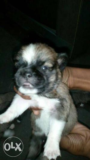 20 days old Pakingnese puppies male  female 