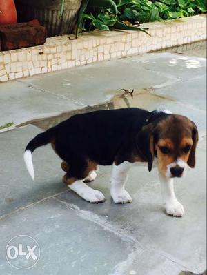 3 months old Beagle, healthy and full active