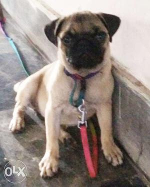 3 months old pug fawn colour fully vaccinated
