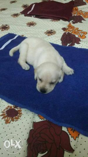 30 days old labrador puppy