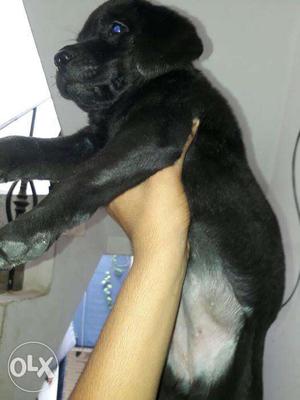 35 days labrador heavy boun puppies in bhatia pet house