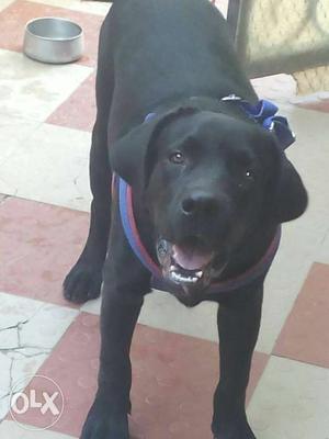 5 month black labra male dog