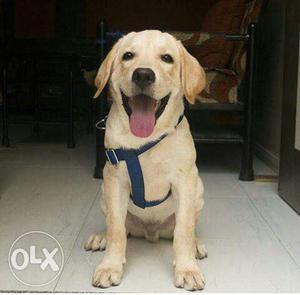 5 month golden Labrador pure male dog