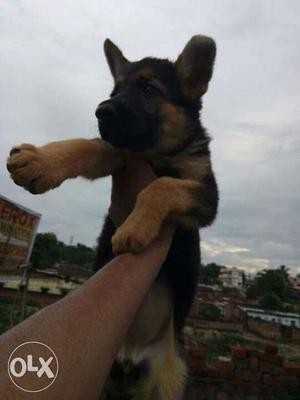 60 days german shepherd. With full vaccination