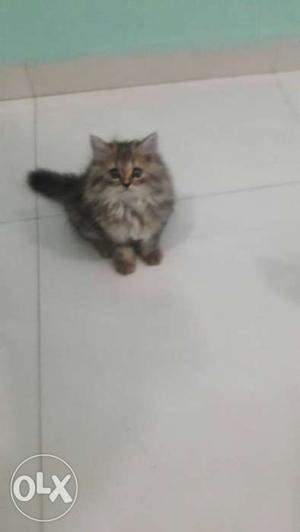 6months old female persian cat only genuine