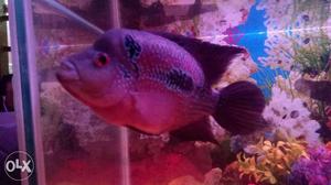 8 inch flower horn fish. helthy & good looking.