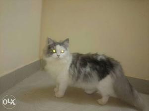 8 month old semi punch female heat Persian cat she is very