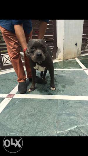 8 months american bully for sale...veryy good