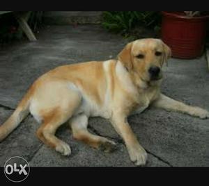 8 months old male labrador all vaccination done