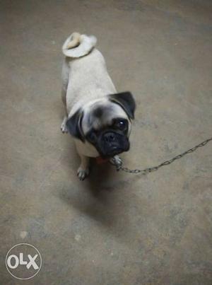 8 months old male pug for sale