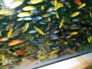 ALL type Fish ishika aquarium HOUSE gosainganj