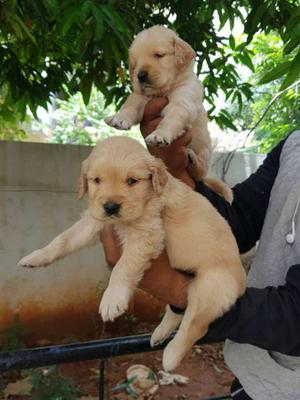 {Adorable Retriever puppies avble with us}