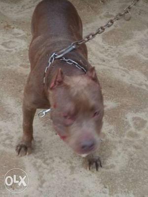 American bully age 7month mother father import