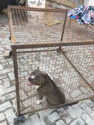 American bully male with pinjra