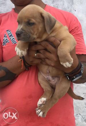 American bully pocket size male female pups