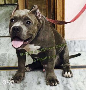 American bully pocket size pup available for sale
