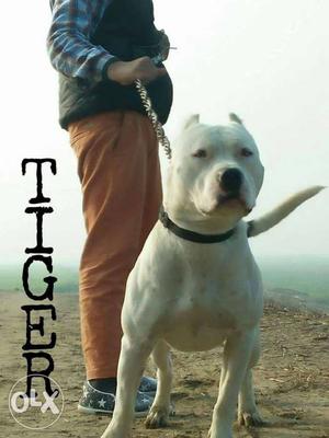 American pit bull male for sale blue white colour