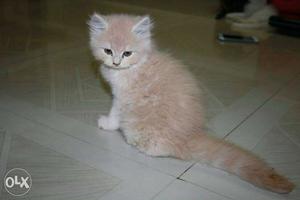 Awesome quality persian kittens