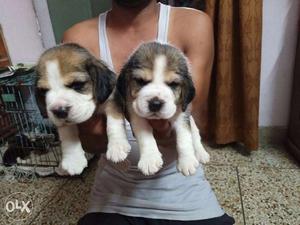 Awesome show quality breed Beagle Male Pups available