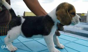 Beagle female Puppy