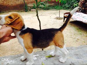 Beagle female show quality pup heavy bone 3