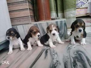 Beagle good quality original breed pup available call now