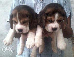 Beagle healthy pup male, female age 1 month call now number