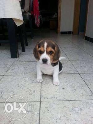 Beagle male puppy with kci reg certificate