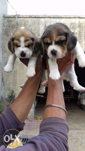 Beagle pup available good looking original breed call number