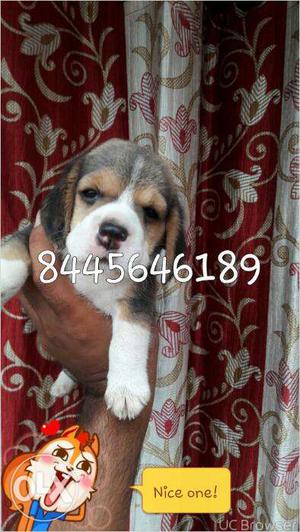 Beagle puppy male female also available