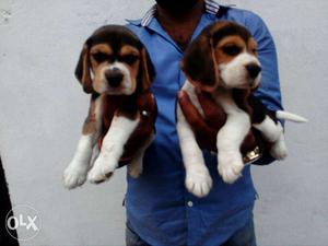 Beagle show quality pups for sale male 18 k