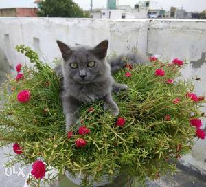 Beautiful Russian Blue Persian kitten for a
