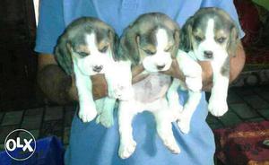 Begale puppies le lo (also avilable all types of puppies)