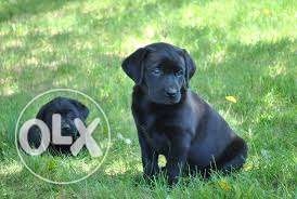 Best quality Labrador puppies available