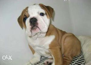 Best quality Pitbull and bulldog available in
