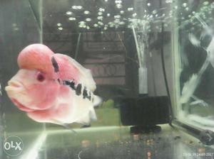 Big Size 6 Inch Very aggressive Flower Horn for sell