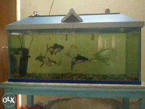 Big fish tank with 9 fishes, motor and table