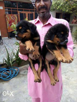 Big size heavy bone Black-and-tan Rottweiler Puppies