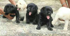 Black And Golden Labrador Puppies for sale.