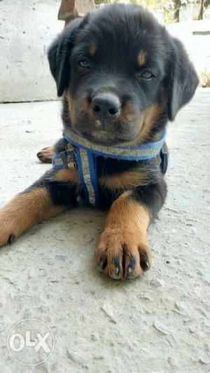 Black And Tan Rottweiler fm Puppy age two mnth