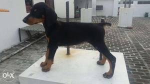 Black And Tan Short Coated female Dog