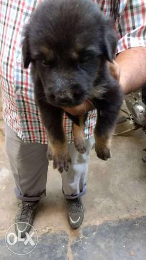 Black German Shepherd Puppy (male female pup pair Rs 