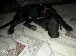 Black Labrador 3 month puppy for sale poora helthy