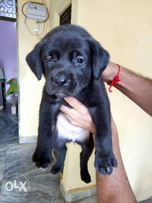 Black Labrador female Puppy