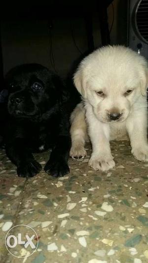 Black and brown lab male female puppy sales only call