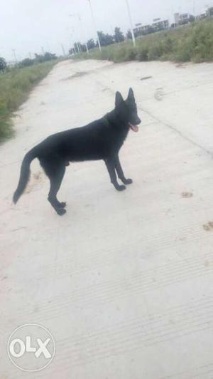 Black z gsd not for sell only matting top quality