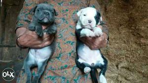 Blue amarkin pitbull pup sell