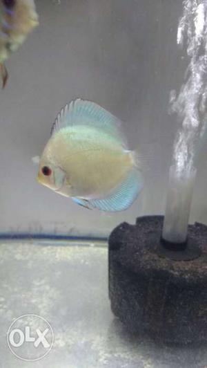 Blue diamond discus for sale 450 pp only 6 PCs