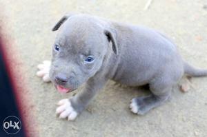 Blue eyes am. pitbull 2 male 1 female