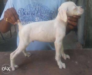 Boxer puppy for sale male female